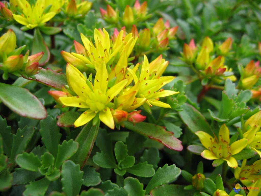 10000 Bulk Sedum Seeds Aizoon Succulant Seeds Perennial