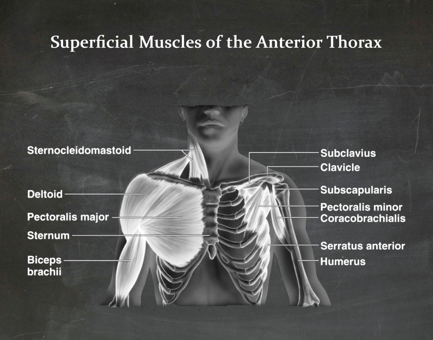 Muscles of the Chest - Muscles of the Anterior Thorax ...