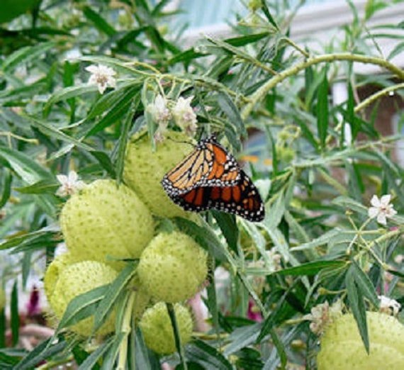 Organic Balloon Plant Milkweed 5 Seeds by GreenlaneGardens