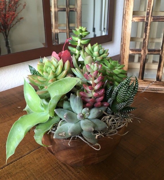 Wooden Succulent Bowl by PottedSucculents on Etsy