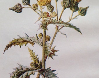 1878 SOWTHISTLE Original Antique Botanical Lithograph - Botany - Flower - Wall Decor - Home Decor - Matted & Ready to Frame