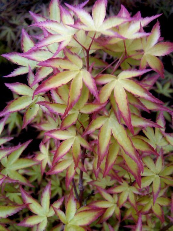 Hanami Nishiki Japanese Maple. 1 Year Live Plant