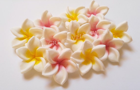 12 pcs Plumeria Frangipani Tropical Aloha Exotic Flowers