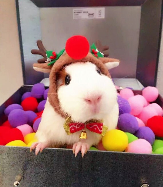 Christmas Special Guinea Pig Costume Christmas by Crafted4Pets