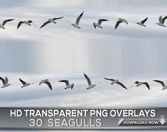 30 TRANSPARENT PNG SEAGULL Overlays, Photoshop Png Seagull Bird Overlays, Digital Background, Digital Backdrop, Photoshop Overlay