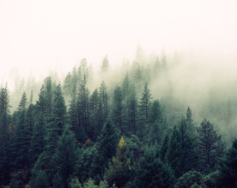 Misty Forest - Foggy - Forest - Forest Photo - Forest Landscape - Digital Photo - Digital Download - Instant Download - Fine Art Photography