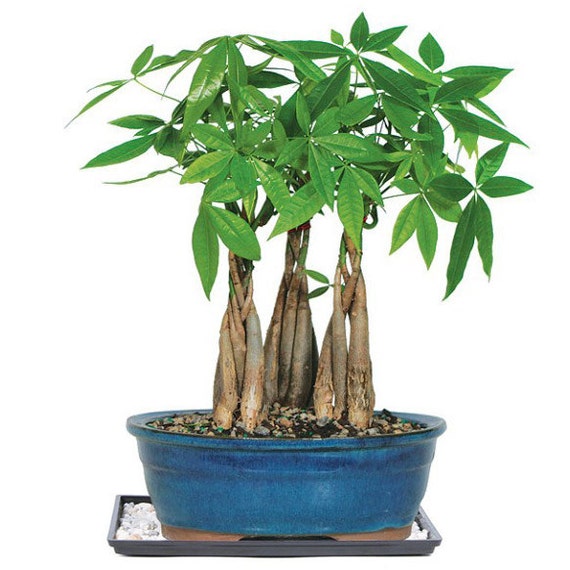 Bonsai Money Tree Meaning - Bonsai Tree Meaning - Gardenerdy - Any time you thought to shop for that.