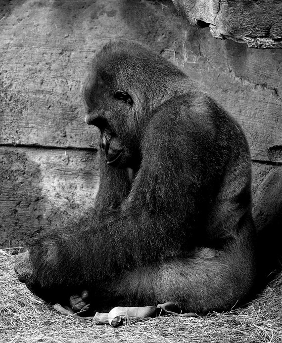 Sad Gorilla