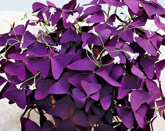 100x Rare Exotic Poppy Danish Flag Flower Seeds by FancyGarden