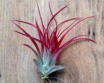 Air Plant / Red / Brachycaulos Abdita Tillandsia / Home Decor / Red Decor