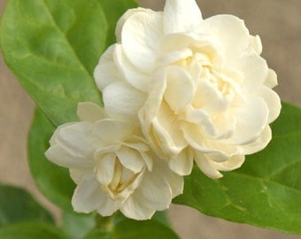 Jasminum Sambac Jasmine 'Grand Duke of Tuscany' ~ Live Starter Plant