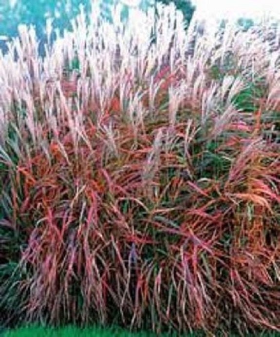 30 MIscanthus Flame Grass Ornamental Grass / Perennial Flower