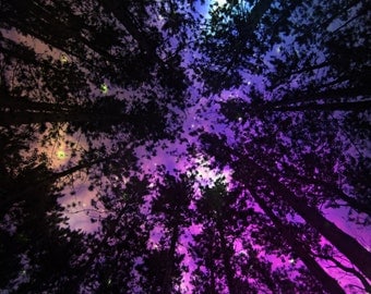Pretty Lights Forest Escape Starry Night Tapestry