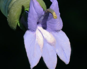 HUMMINGBIRD FEEDER--Great Blue Lobelia on 40 mL Glass Bottle