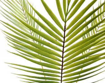 Silk flower arrangement, palm leaf, palm tree, faux palm, tropical leaf, faux plant, jungalow, tropical decor, greenery, centerpiece