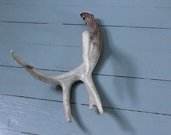 Cabin Fever... Vintage Deer Antlers Five Point, Taxidermy, Deer Horns