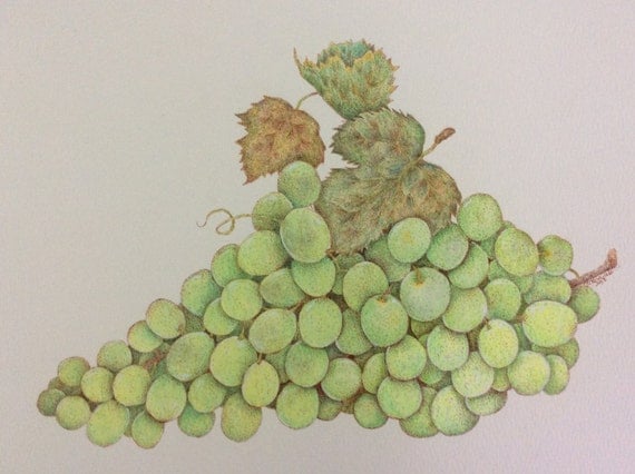 Green Grapes Pen & Ink Colored Pencil by BJRosendaleArt on Etsy