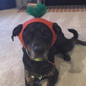 Carrot Costume for Dogs Custom Sizing Hand Knit Dog Hat