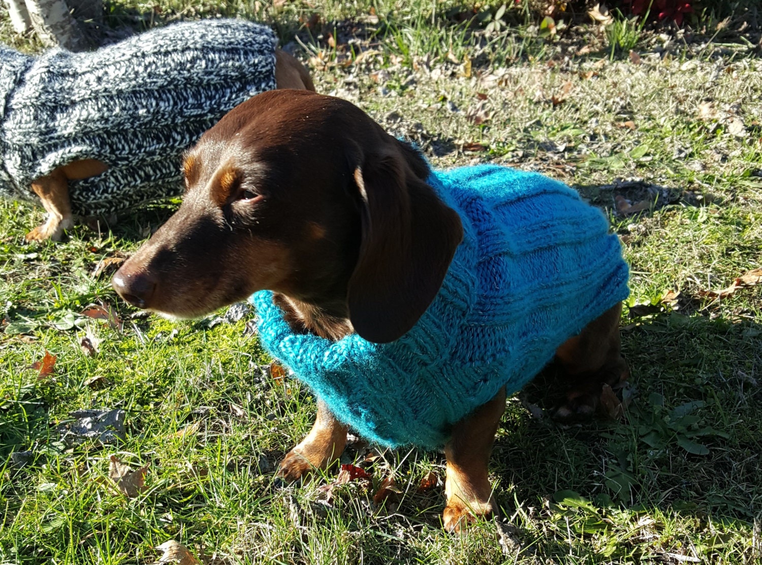 Tweenie Dachshund Sweater Pattern