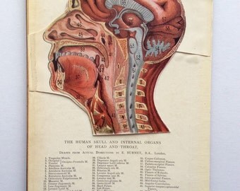 Vintage 1920 Medical Anatomy Diagram FOLD OUT Bookplate SKULL Head Brain Muscles Svankmajer Collage Material