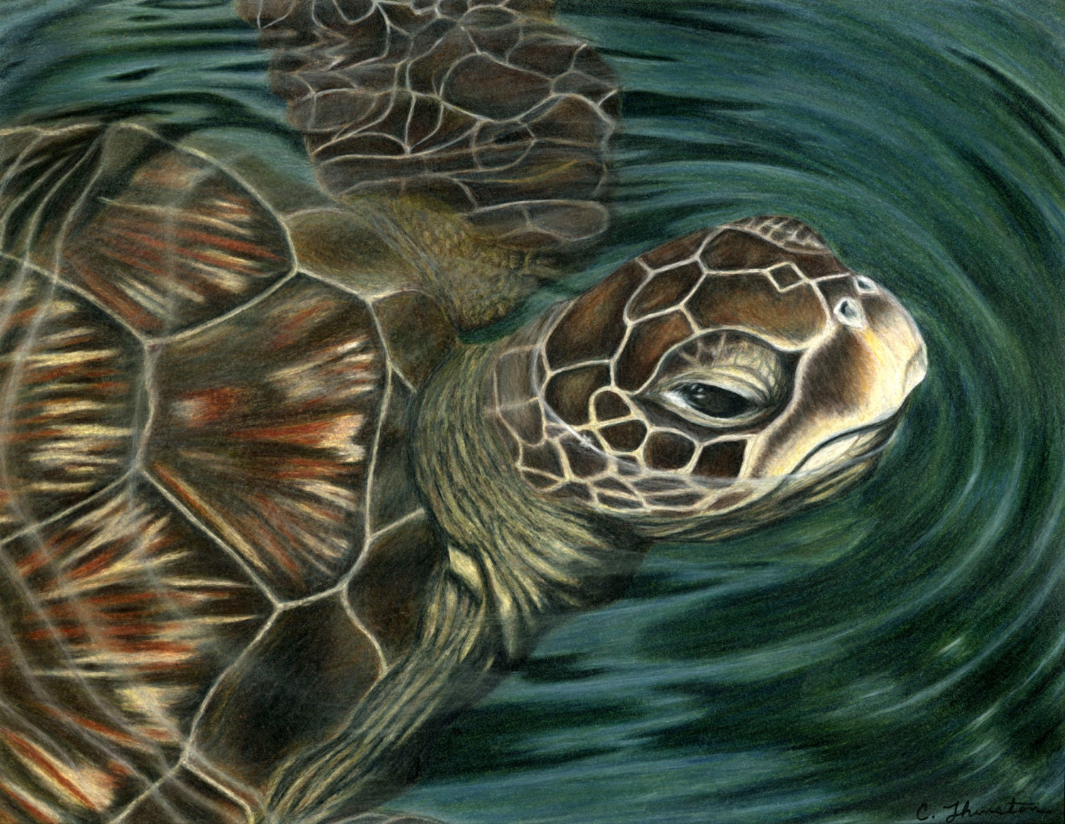 Sea Turtle Colored Pencil Drawing Unframed Giclee Print