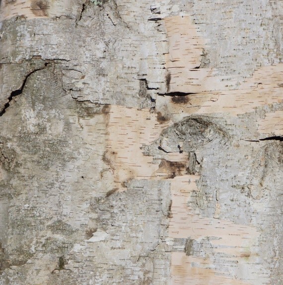Natural birch bark birch wood by CODWholesale on Etsy
