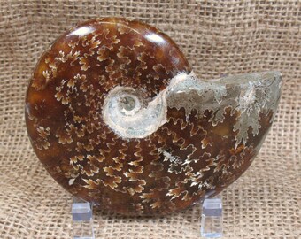 Ammonite Fossil - 3.6 inches - Item 73875