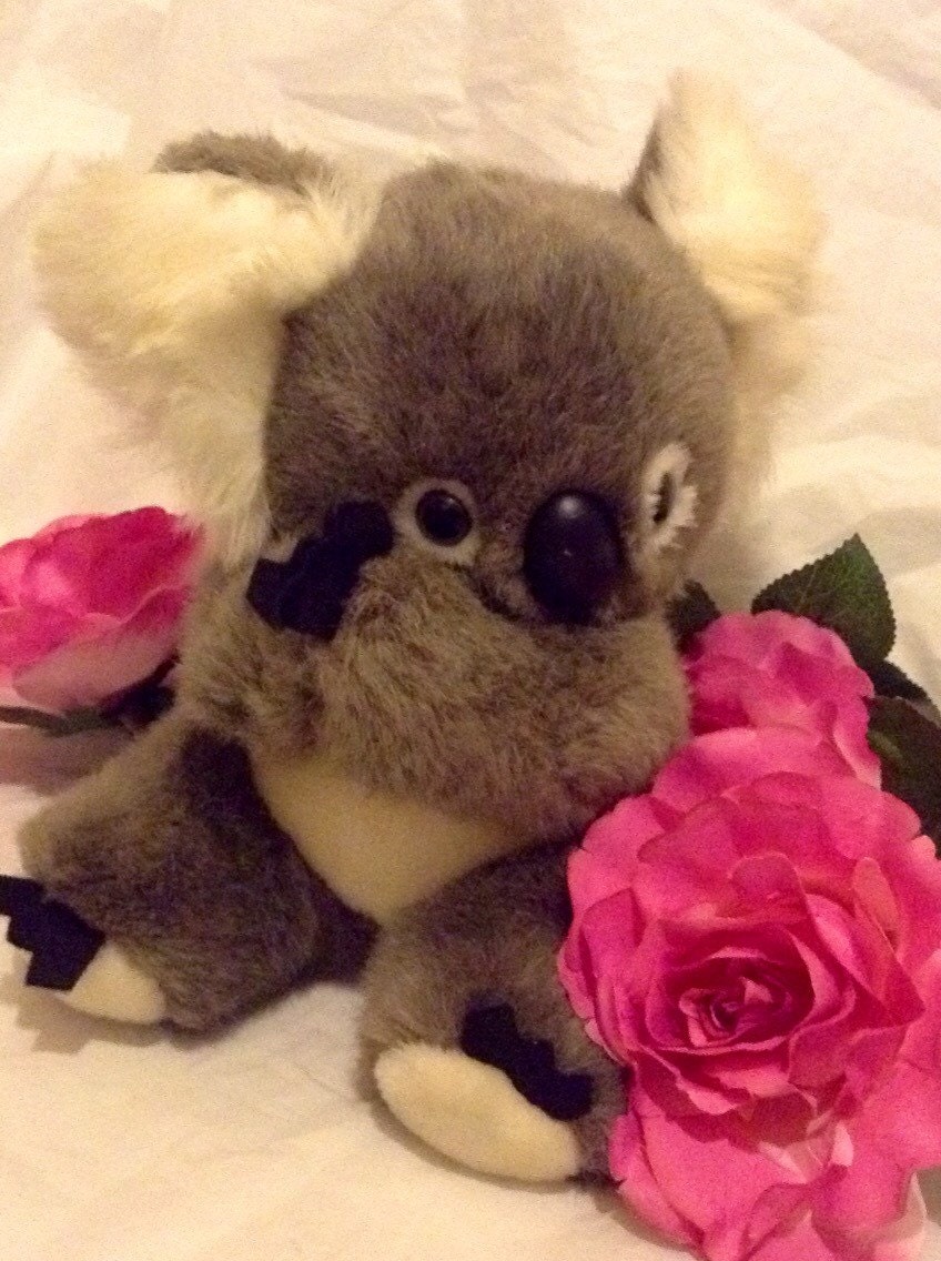 stuffed koala bear