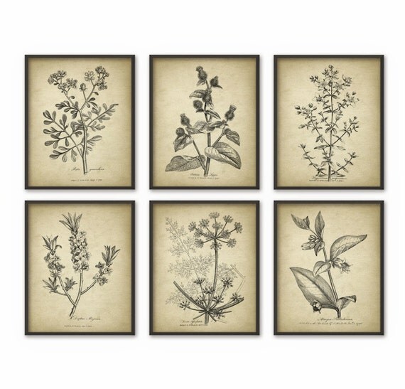 Vintage Botanical Print Set Of 6 Vintage Plant by QuantumPrints
