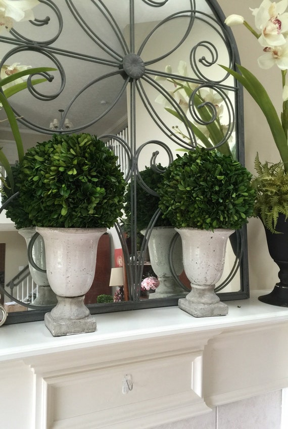 Natural Preserved Boxwood Topiary