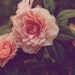 numene