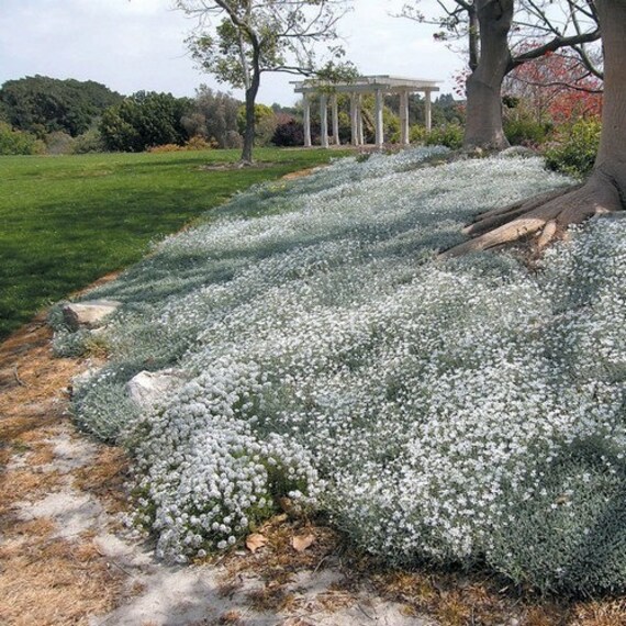 snow in summer flower seeds cerastium tomentosum 200 snow in summer flower seeds cerastium tomentosum 200