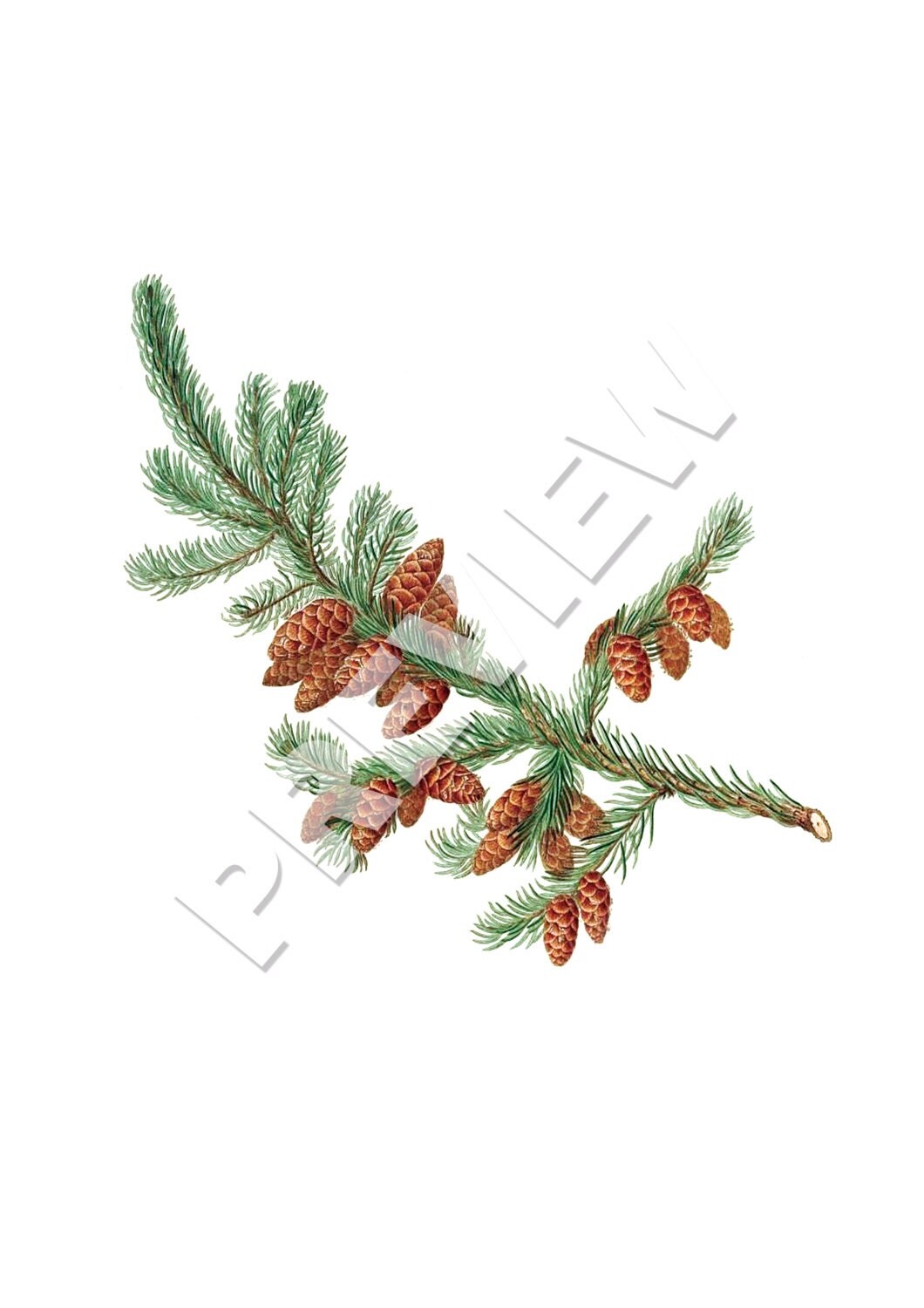 Large Botanical Prints Set of 6. botanical tree prints