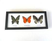 Popular items for insect taxidermy on Etsy