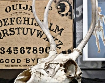 Unique deer skull mount related items | Etsy