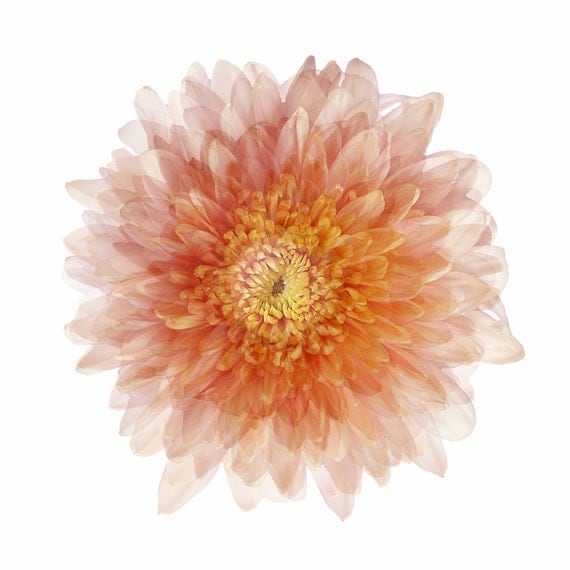 Peach Coloured Flower by EyePixel on Etsy