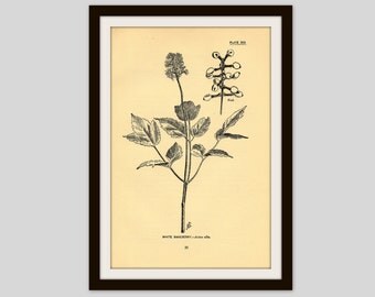 Rustic Flower Print, Wildflower Art, Antique Botanical Illustration, Neutral Color Decor, 5 x 7.75", Vintage Wall Art, White Baneberry (35)