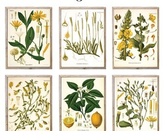 Vintage flower prints | Etsy