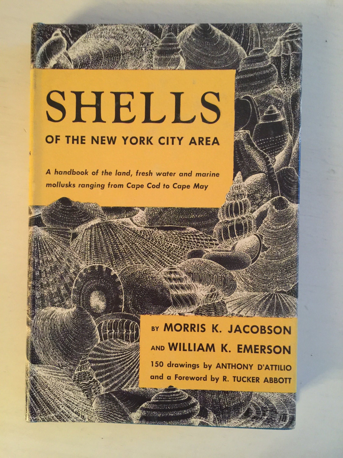 Shells Of New York Area Book About Shells Seashells New York