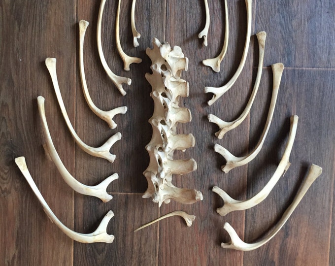 Real adult ostrich backbone with ribs.