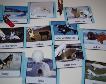 Arctic 3-part cards--Montessori early learning educational materials