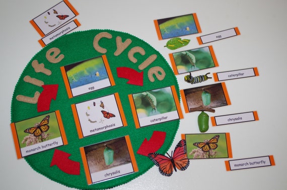 Life Cycle of Insects 3-part cards choose from Monarch