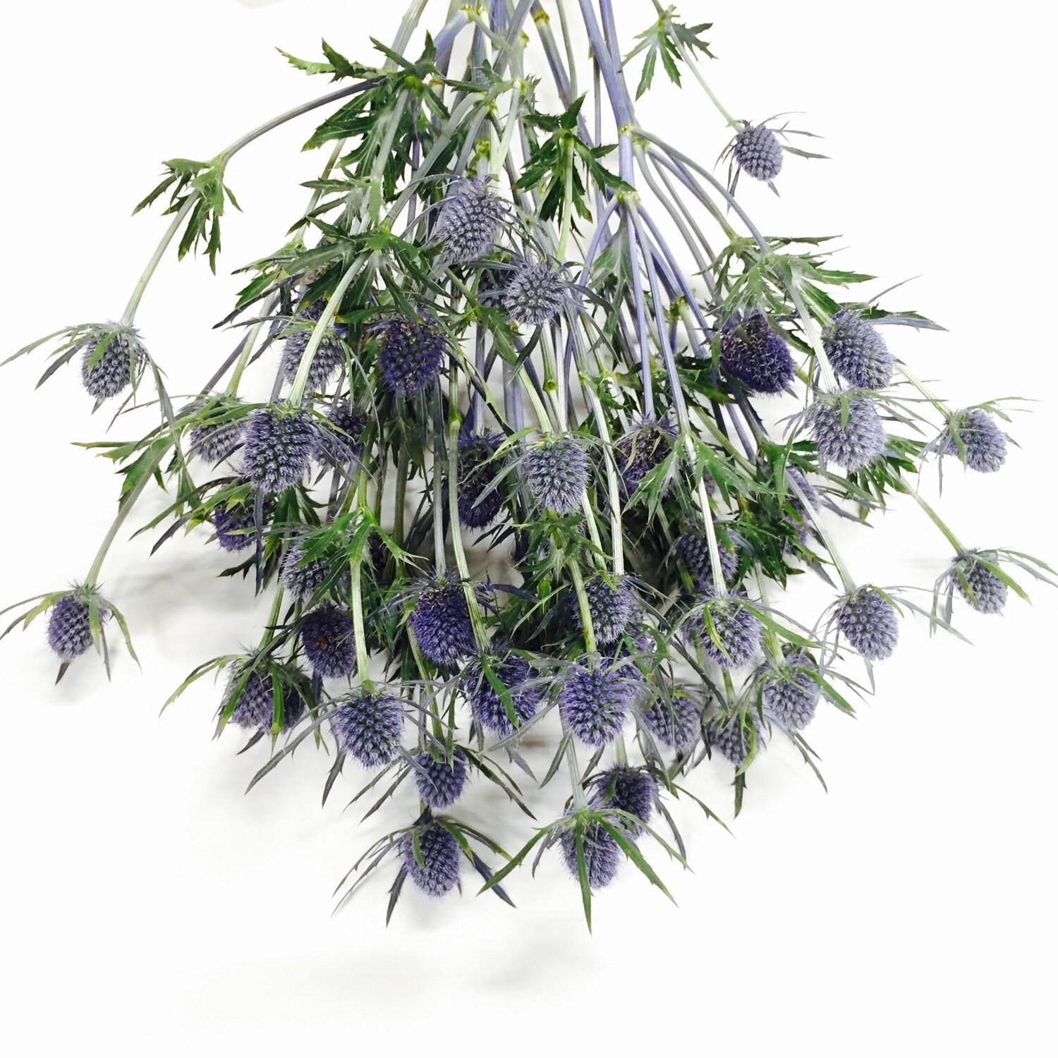 Dried Eryngium Blue Thistle 10 Stem Bunch Dried Flowers by