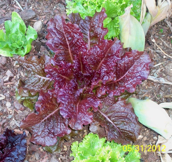 Ruby red Leaf Lettuce 250 thru 32000 seeds bulk heirloom