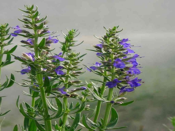 30 Hyssop seeds Hyssopus officinalis the Cleansing