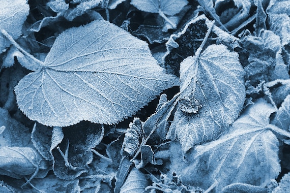 Leaves Leaves Photo Blue Leaves Winter Ice Natural