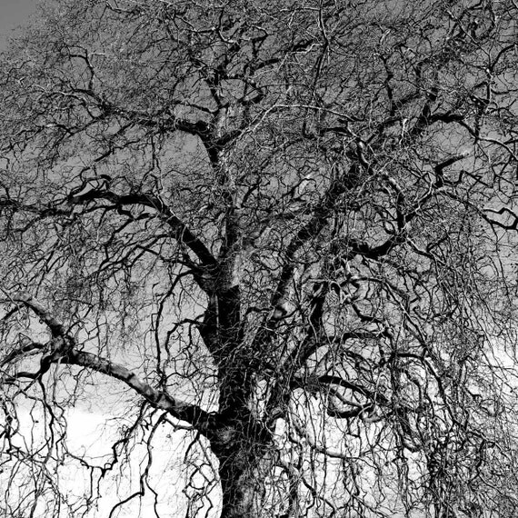 Winter Ash tree original black & white photograph ready for