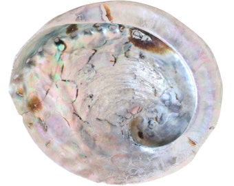 Abalone/Mother of Pearl Shell (17cm) Bathroom Soap Dish Decorative Shell