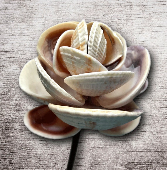 Items similar to 6x Natural Venus Shell Stems, Shell Art, Venus Shells