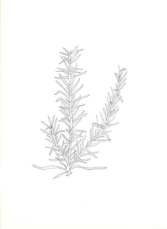 summer rosemary // ORIGINAL ART // 9x12 line drawing by slowseason